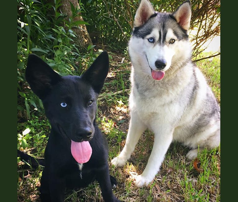 Catahoula husky store