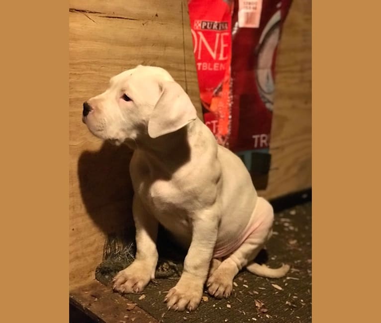 American bulldog dogo top argentino