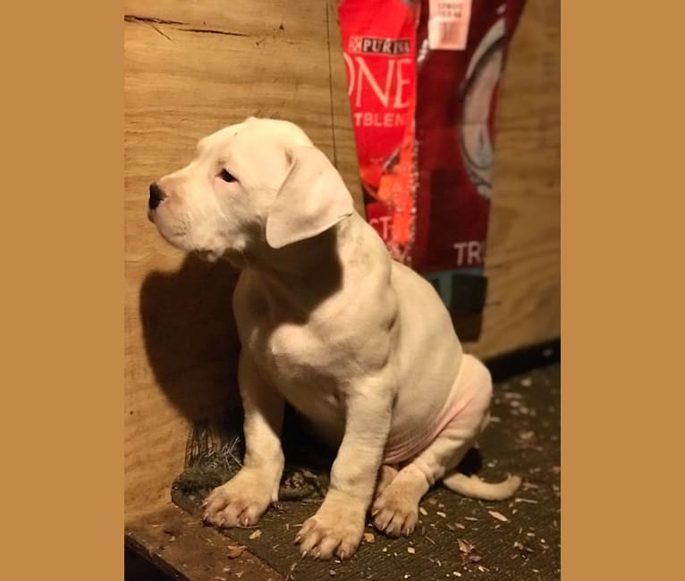 Titan, an American Bulldog and Dogo Argentino mix tested with EmbarkVet.com