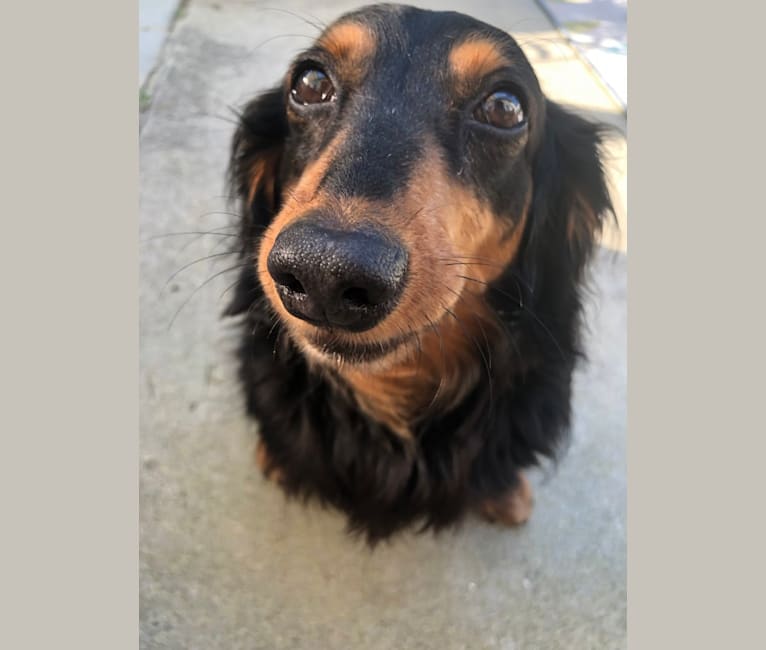 Photo of Theodore, a Dachshund  in Cainsville, MO, USA