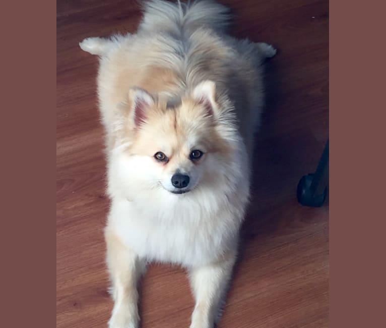 Max, a Pomeranian and German Spitz mix tested with EmbarkVet.com