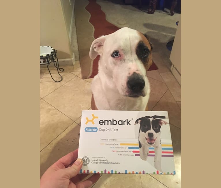 Angus, an American Pit Bull Terrier and American Bulldog mix tested with EmbarkVet.com