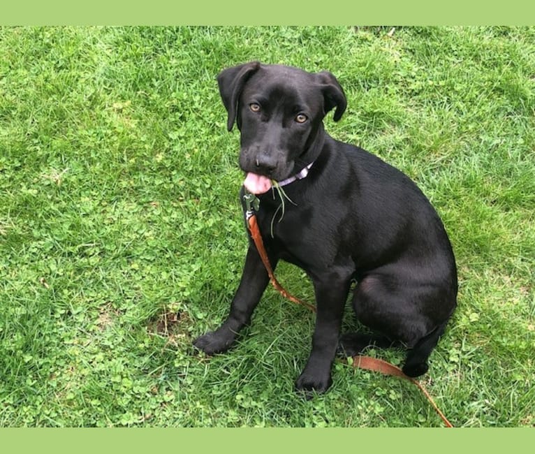 Grace, a Labrador Retriever and American Foxhound mix tested with EmbarkVet.com