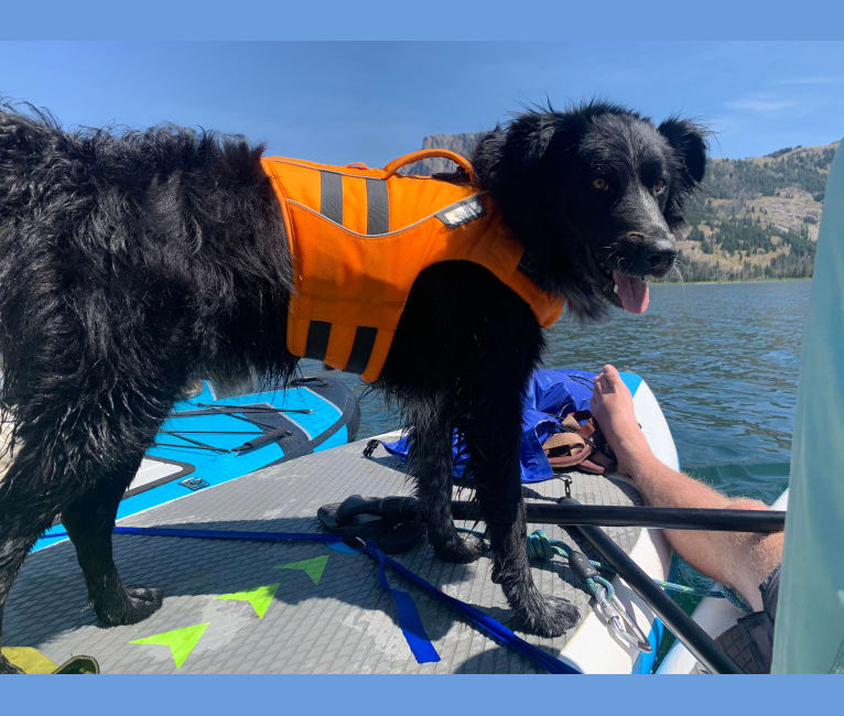 Sega, an Australian Cattle Dog and Border Collie mix tested with EmbarkVet.com