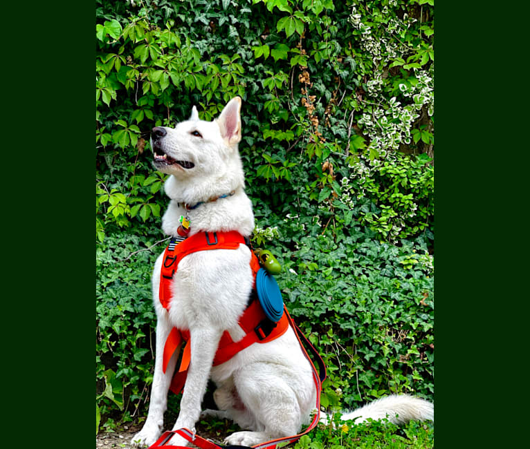 Apollo, a German Shepherd Dog and Maremma Sheepdog mix tested with EmbarkVet.com