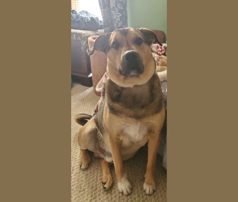 Wilson, a Norwegian Elkhound and Golden Retriever mix tested with EmbarkVet.com