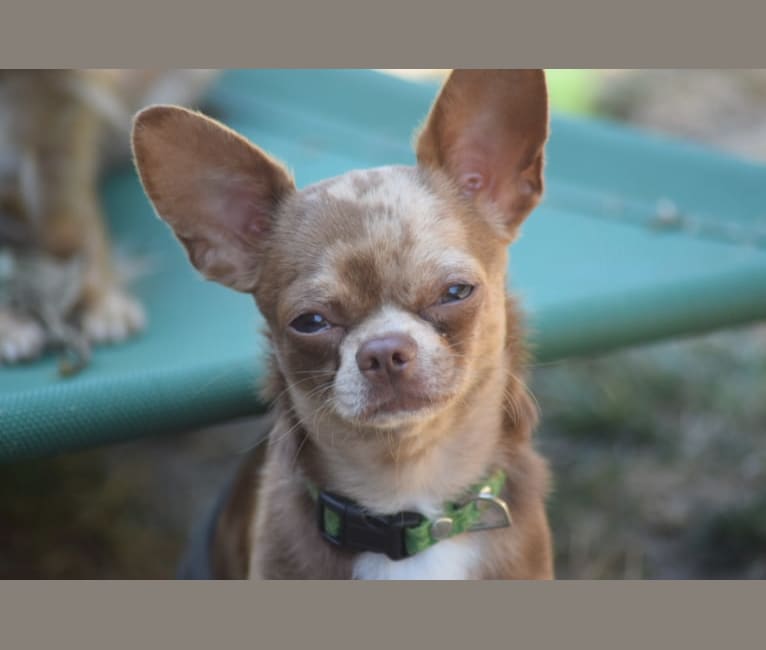 Marvin, a Chihuahua tested with EmbarkVet.com