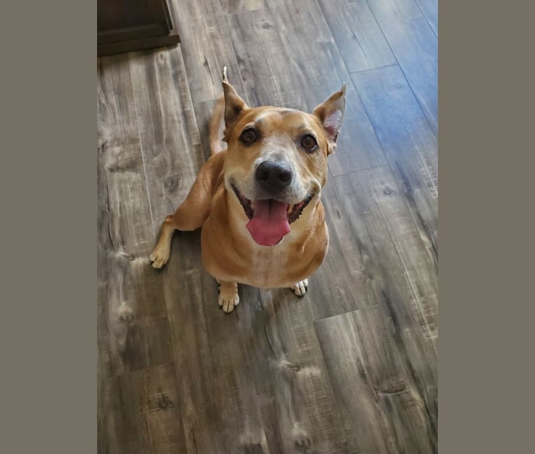 Photo of Luna, an American Pit Bull Terrier, Beagle, and Mixed mix in Lewis Center, Ohio, USA