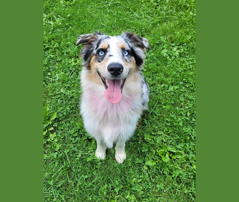 Stella, an Australian Shepherd tested with EmbarkVet.com