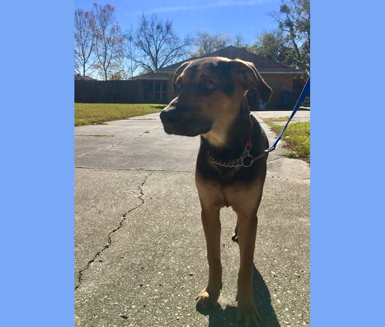 Jake Finn, a Catahoula Leopard Dog and German Shepherd Dog mix tested with EmbarkVet.com