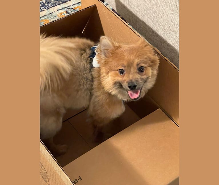 Photo of Barkley, a Pomeranian (14.7% unresolved) in California, USA