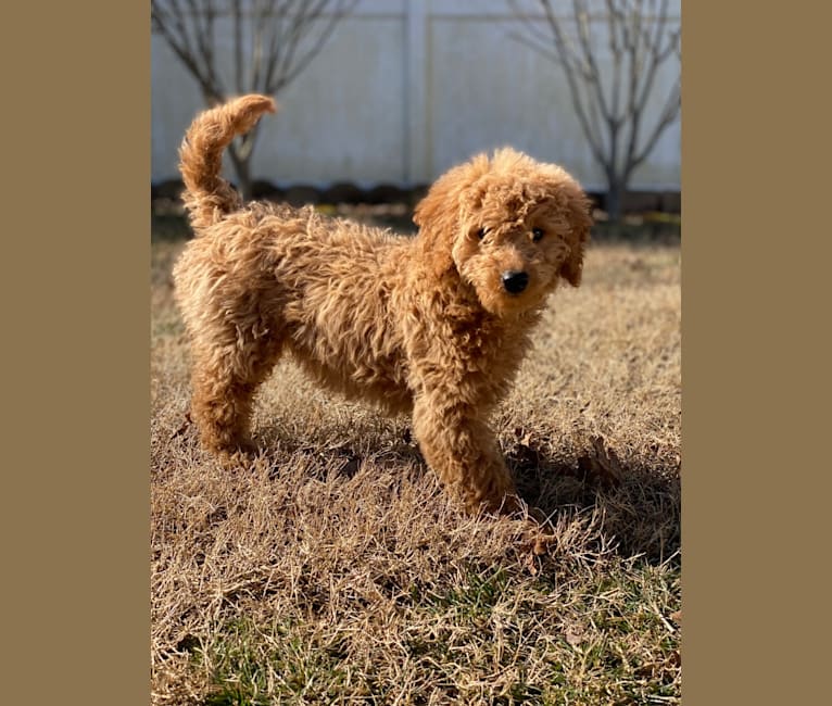 Photo of Lila, a Goldendoodle  in Strasburg, PA, USA