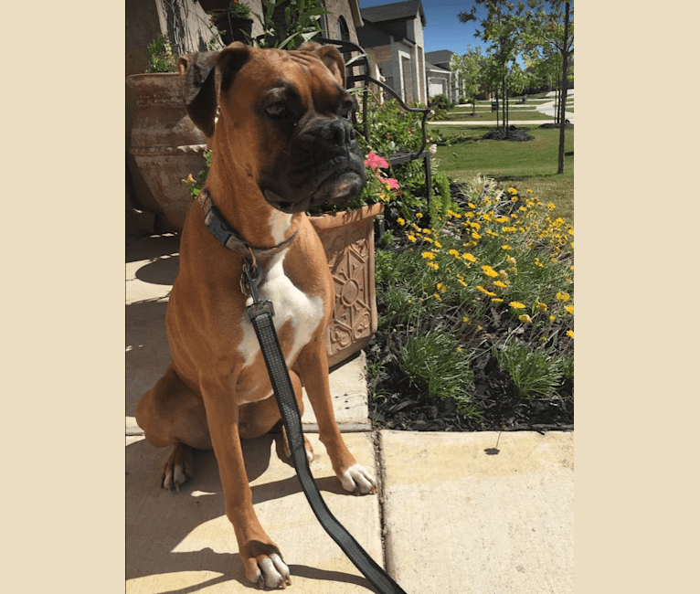 "Gentry's Earth Angel" Avalon, a Boxer tested with EmbarkVet.com