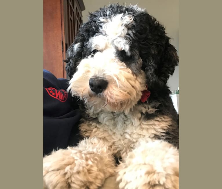 Finnbarr, a Bernese Mountain Dog and Poodle (Standard) mix tested with EmbarkVet.com