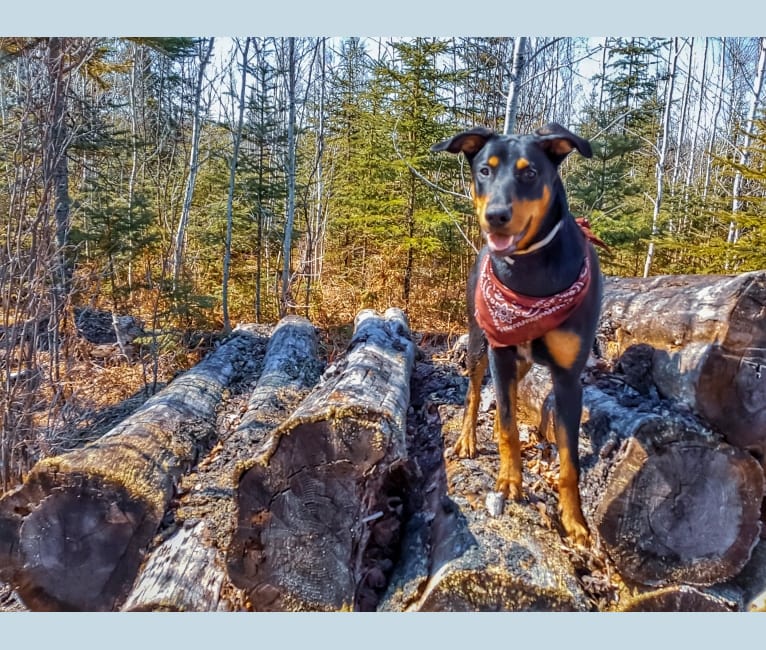 Photo of Hati, a Doberman Pinscher, German Shepherd Dog, and Australian Cattle Dog mix in Murillo, Ontario, Canada
