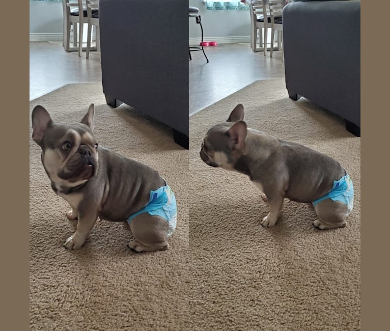 Pipes, a French Bulldog tested with EmbarkVet.com