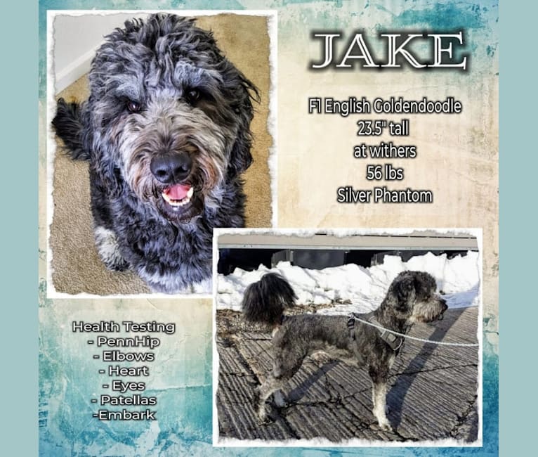 Photo of Jake, a Goldendoodle  in Garden City, UT, USA
