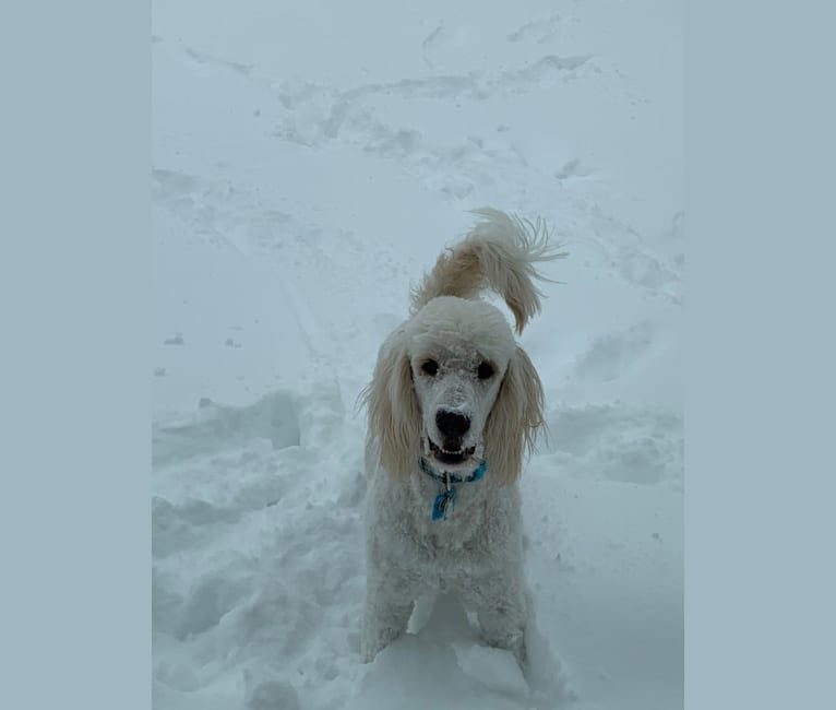 Photo of Sammy, a Goldendoodle  in Aurora, Colorado, USA