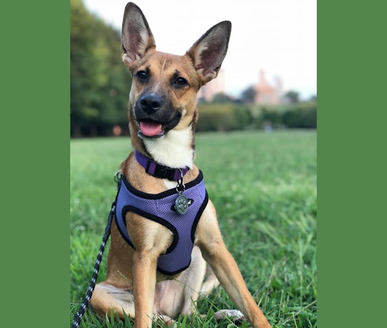 Harper, a German Shepherd Dog and Boston Terrier mix tested with EmbarkVet.com