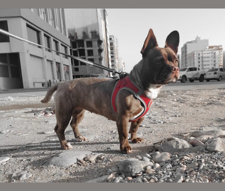 French bulldog mixed cheap with chihuahua