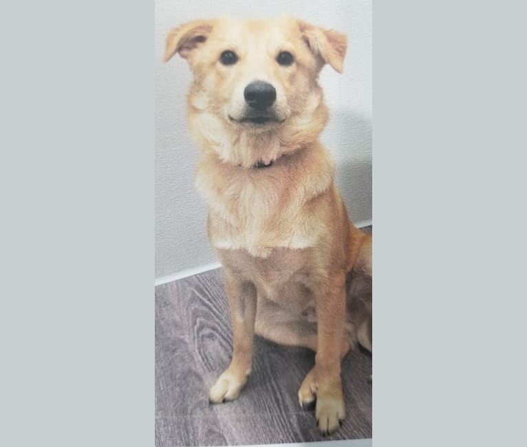 Rocket, a Great Pyrenees and Chihuahua mix tested with EmbarkVet.com