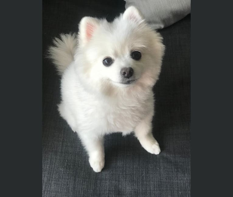 Photo of Maru, a Pomeranian, Pekingese, and American Eskimo Dog mix in Hong Kong