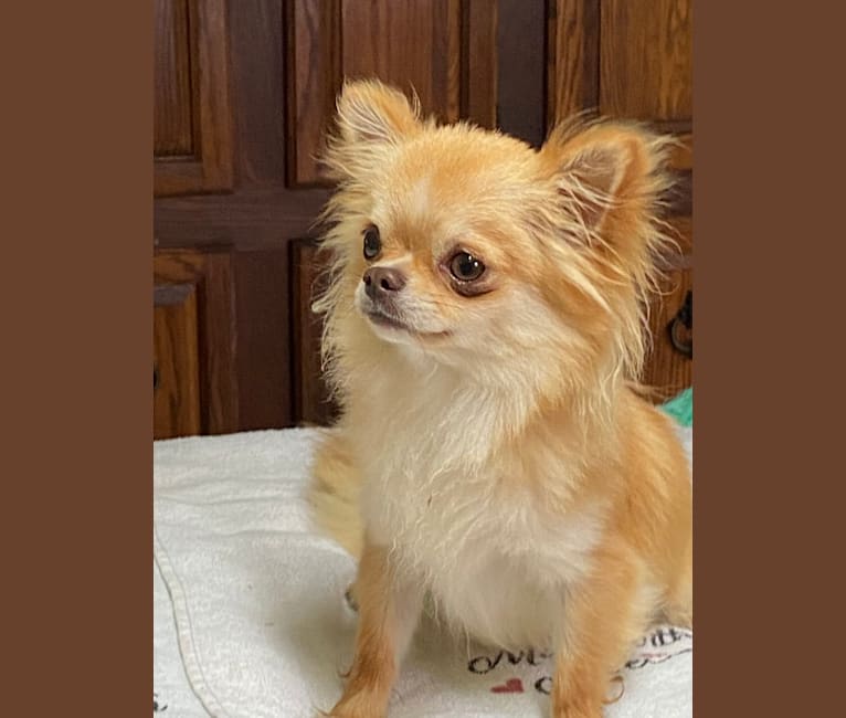 Bruno, a Chihuahua tested with EmbarkVet.com