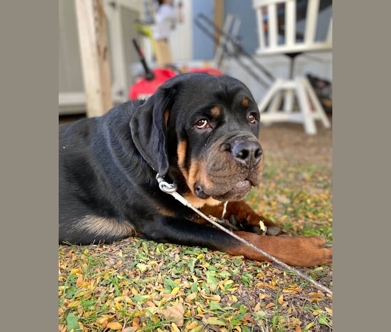 Chompy, a Rottweiler tested with EmbarkVet.com