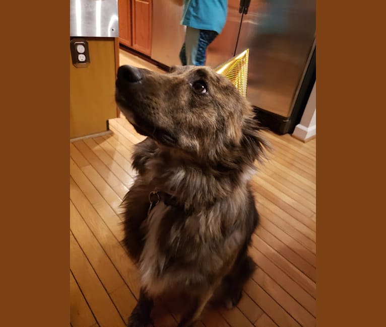 Embark Dog Dna Test Breed