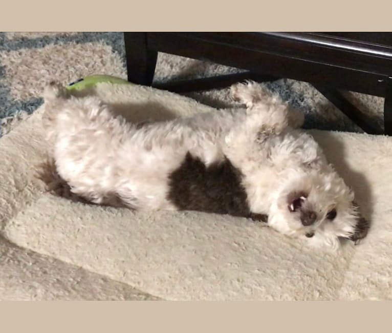 Photo of Tucker McFluffins Doodlepants, a Poodle (Small), Chihuahua, and Dachshund mix in Los Angeles, California, USA