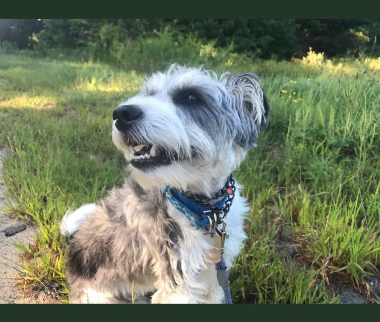 Rosco, a Russell-type Terrier and Australian Cattle Dog mix tested with EmbarkVet.com