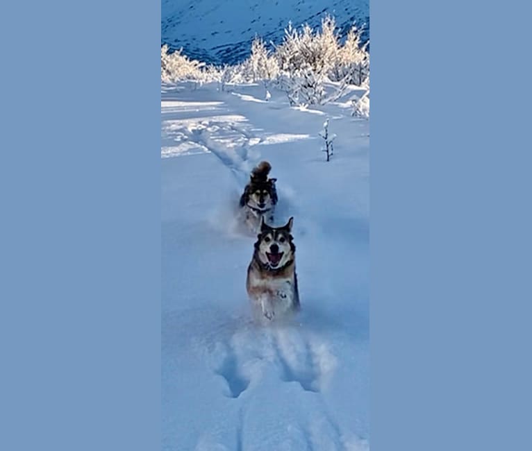 Photo of Wiley, an Alaskan-type Husky, Labrador Retriever, and Mixed mix in Bethel, Alaska, USA