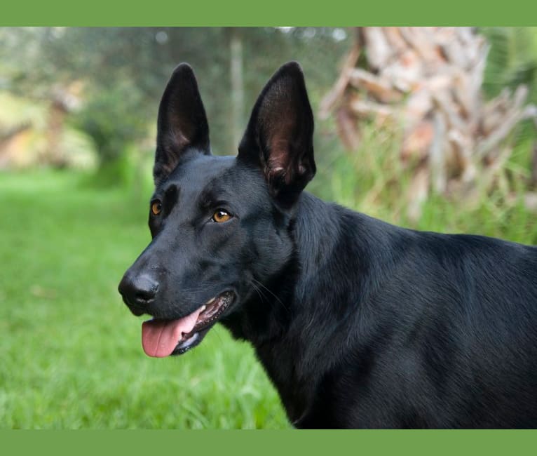 Onyx, a German Shepherd Dog and Border Collie mix tested with EmbarkVet.com
