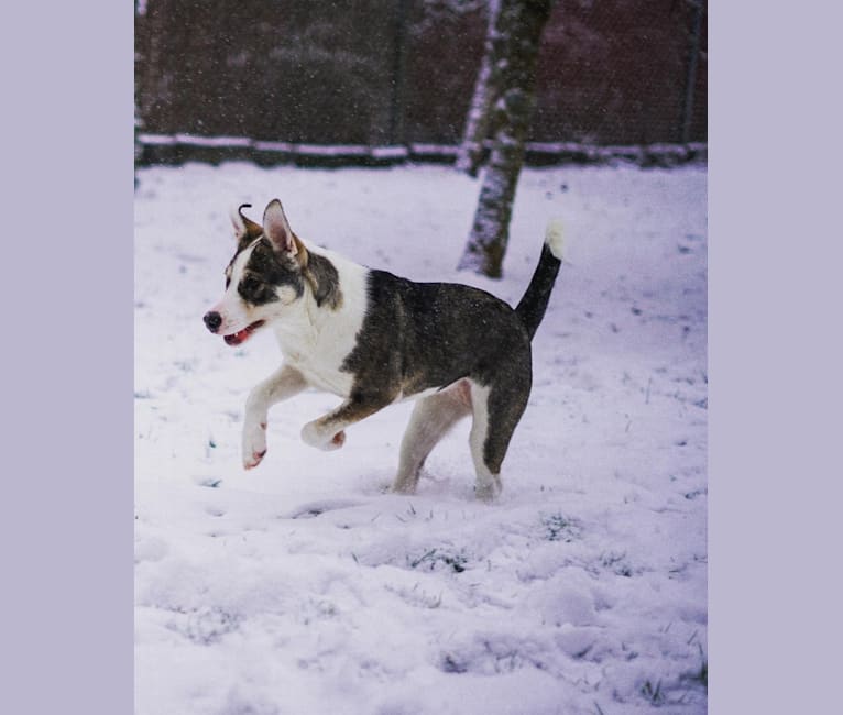 Photo of Ducky, an American Pit Bull Terrier, Siberian Husky, Alaskan Malamute, and Mixed mix in Olympia, Washington, USA