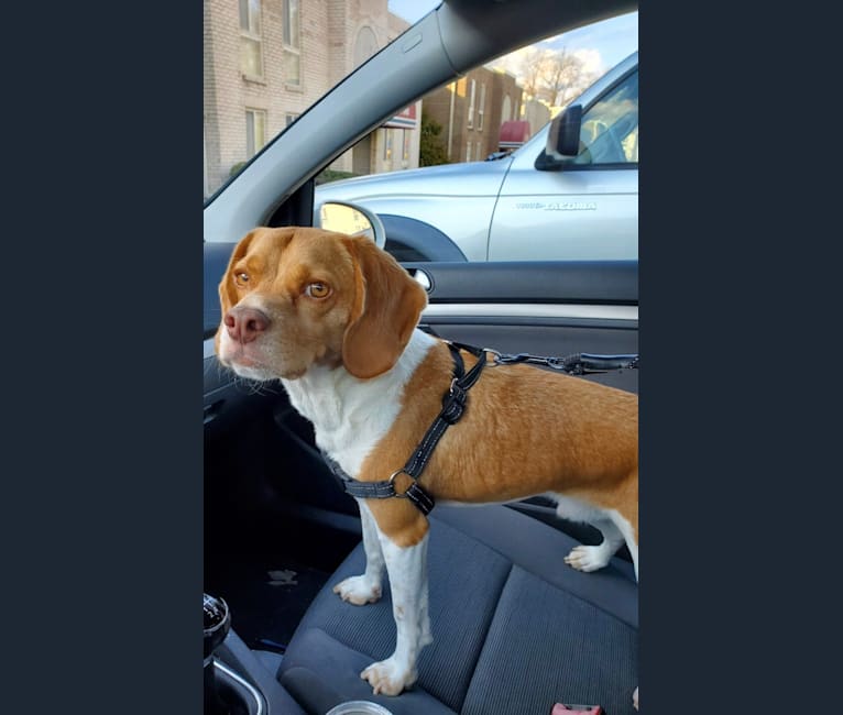 Chewy embark online