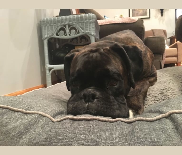 Murray, a Boxer tested with EmbarkVet.com