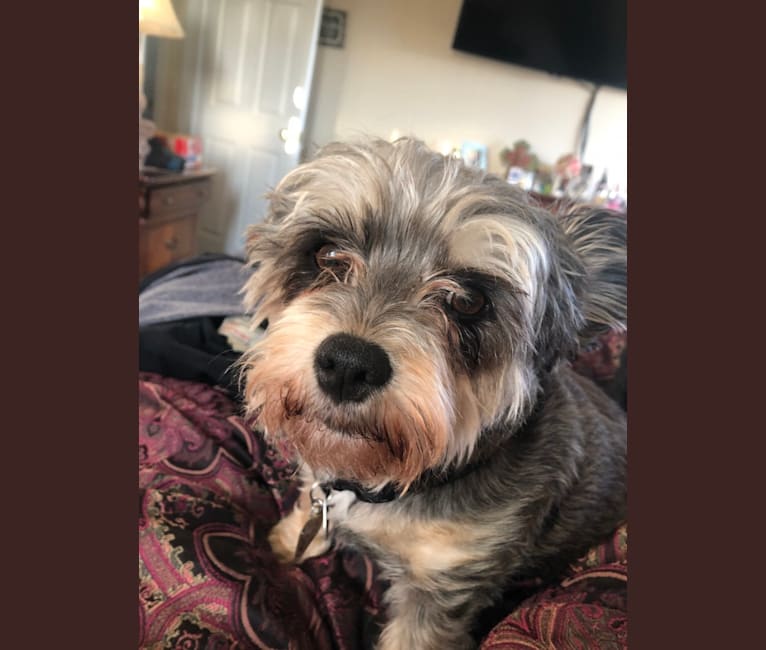 fox terrier yorkie mix