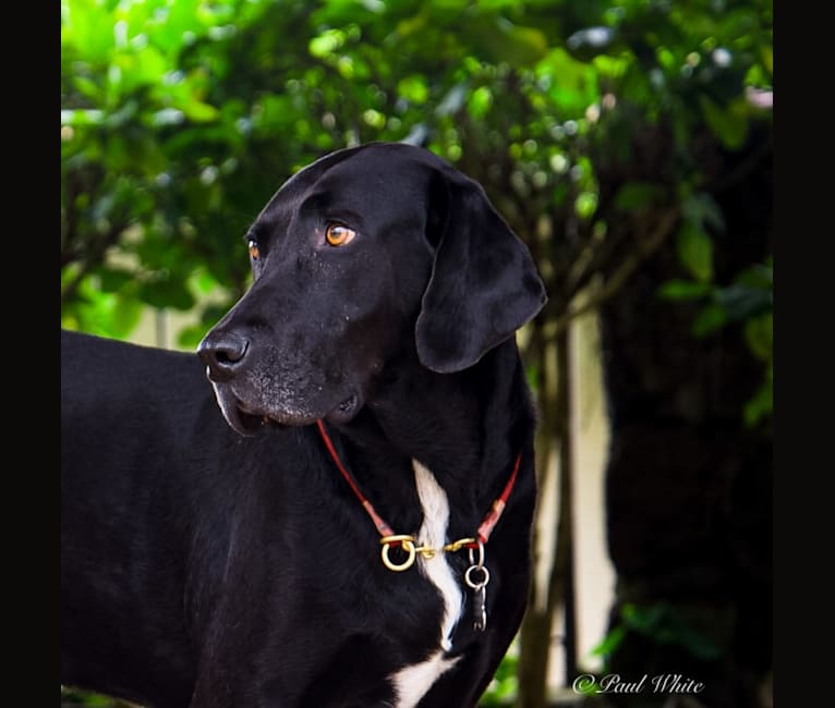 Photo of Joey, a Labrador Retriever, American English Coonhound, American Foxhound, and Treeing Walker Coonhound mix in Richmond, Virginia, USA