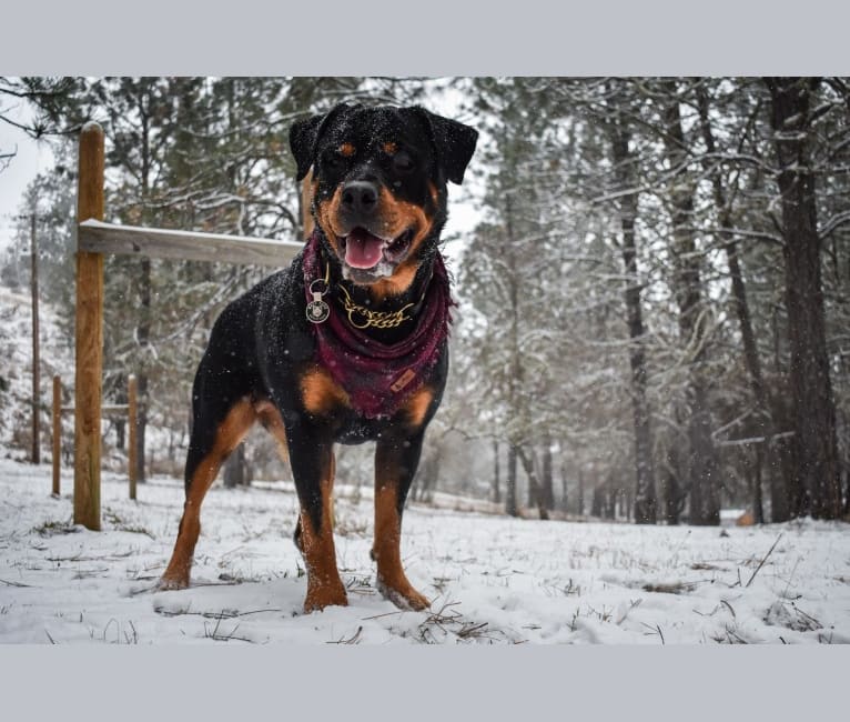 Daisy Mae, a Rottweiler tested with EmbarkVet.com
