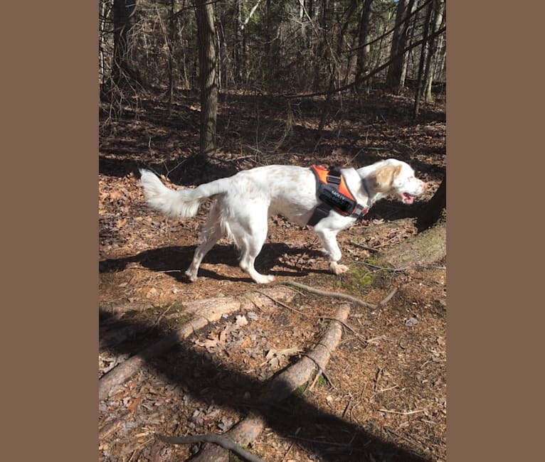 Photo of molly, a Llewellin Setter  in Alton, NH, USA