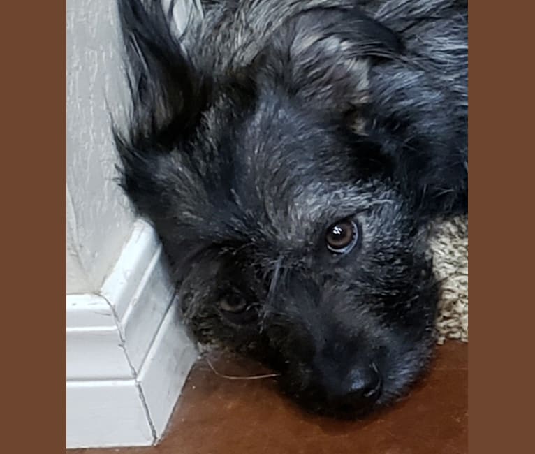 Red heeler shih deals tzu mix