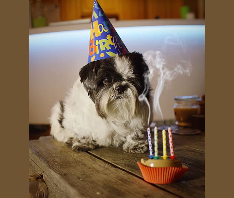 Merf Dinosaurpizza, a Shih Tzu tested with EmbarkVet.com