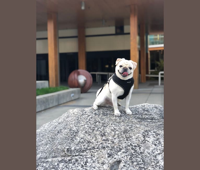 Photo of Po, a Pug  in Tulare, CA, USA