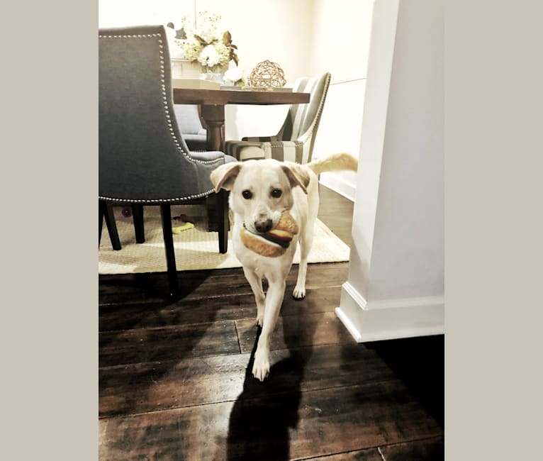 Winnie, a Southeast Asian Village Dog and Labrador Retriever mix tested with EmbarkVet.com