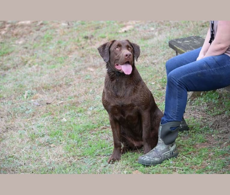 Photo of Belle, a Labrador Retriever 