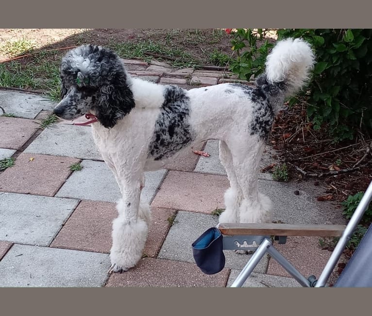Misty Dawn, a Poodle (Standard) tested with EmbarkVet.com