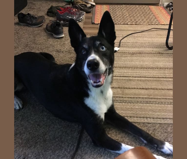 Jack, a Border Collie and Siberian Husky mix tested with EmbarkVet.com