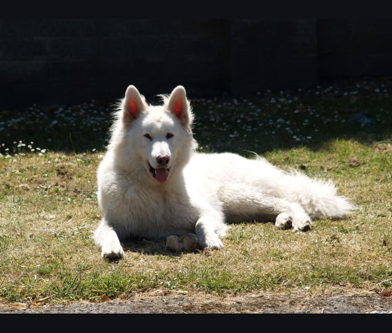 Alaska, a German Shepherd Dog and Akita mix tested with EmbarkVet.com
