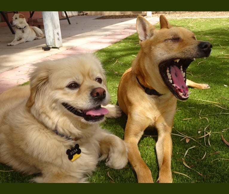 Bean, a Chow Chow and Chihuahua mix tested with EmbarkVet.com