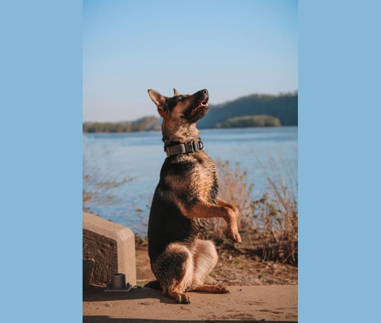 Vaida, a German Shepherd Dog (12.8% unresolved) tested with EmbarkVet.com